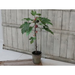 Fig Tree w. old flowerpot