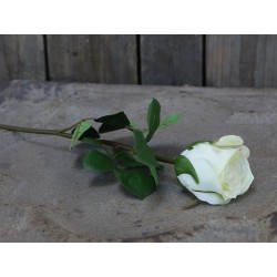Fleur Rose (S19)