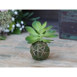 Fleur Succulent (S19) with moss ball