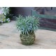 Fleur Plant (S19) with moss ball