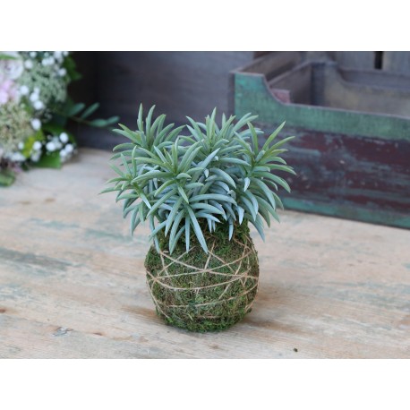 Fleur Plant (S19) with moss ball