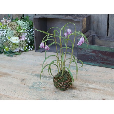 Fleur Frittilaria (S19) with moss ball