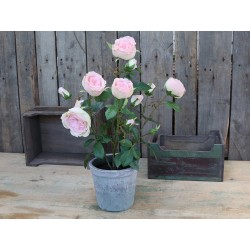 Fleur Rose (S19) in old ceramic pot