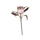 Fleur Protea Flower