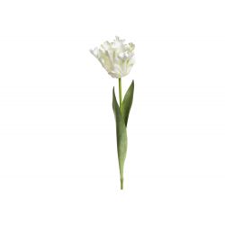Fleur Tulip