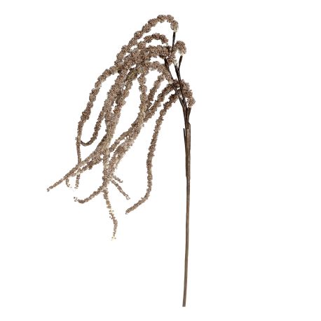 Fleur Foxtail Amaranth