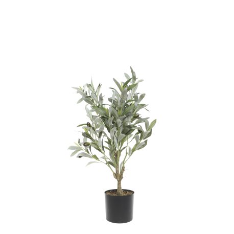 Fleur Olive Tree