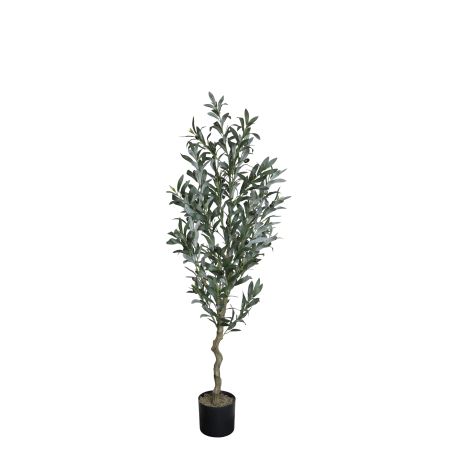 Fleur Olive Tree