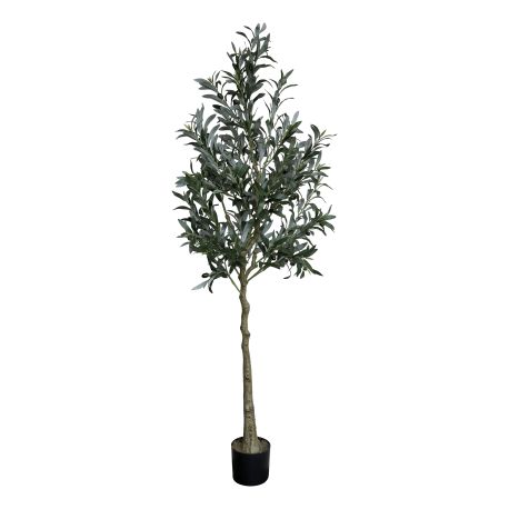 Fleur Olive Tree