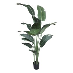 Fleur Strelitzia Plant