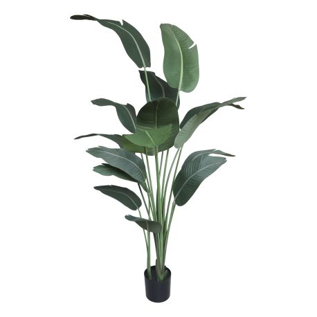 Fleur Strelitzia Plant