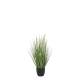 Fleur Reed Plant w. foxtail grass
