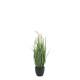 Fleur Reed Plant w. foxtail grass