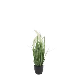 Fleur Reed Plant w. foxtail grass